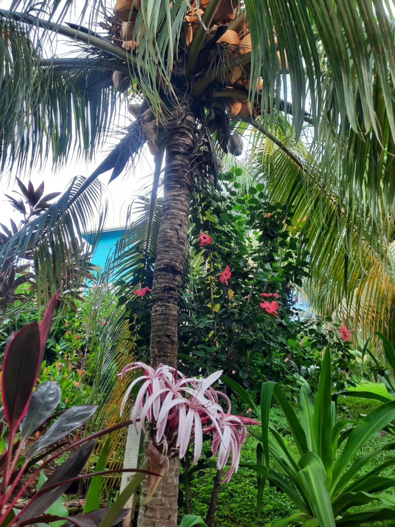 Guava Grove Resort & Villas Sandy Bay エクステリア 写真